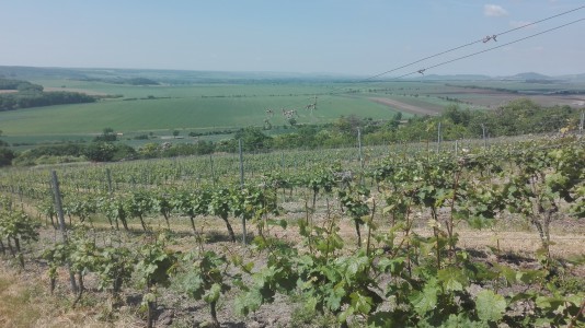 Vineyards around the castle ruin Hazmburk | Photo: Czech Film Commission
