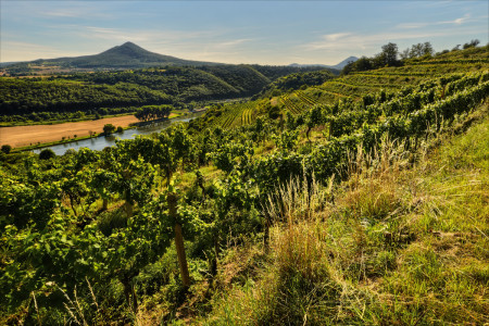 Vineyard, Central Bohemian Uplands | Photo: Ústí Region  Archive