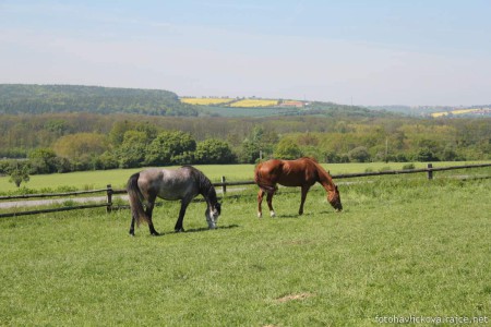 Stud farm in Tlumačov | Photo: Zemský hřebčinec Tlumačov s.p.o.