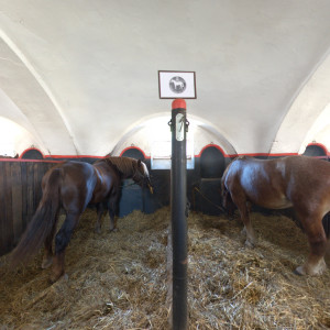 Stud farm in Tlumačov | Photo: Zemský hřebčinec Tlumačov s.p.o.