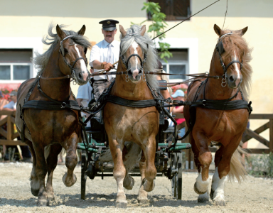 Stud farm in Tlumačov | Photo: Zemský hřebčinec Tlumačov s.p.o.