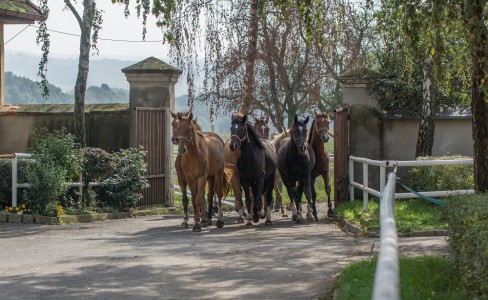 Stud farm in Tlumačov | Photo: Zemský hřebčinec Tlumačov s.p.o.