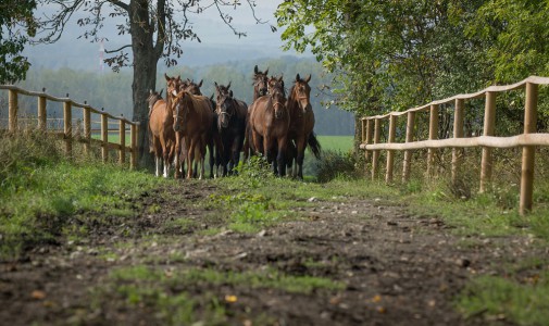 Stud farm in Tlumačov | Photo: Zemský hřebčinec Tlumačov s.p.o.
