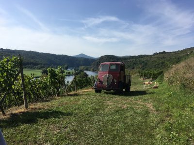 Usti Regions vineyards in the film Jan Palach | Photo: FKUK