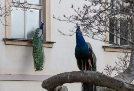 Prague | Photo: Viktor Mácha